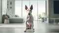 Bull Terrier enjoying modern apartment living.