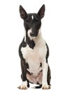 Bull Terrier Miniature sitting, isolated