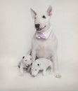 Bull Terrier mom posing with her babies