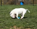 Bull terrier over running a ball at the park