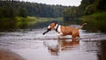 The bull terrier plays with a stick in the river Royalty Free Stock Photo