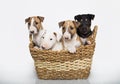 Bull Terrier puppies in a basket