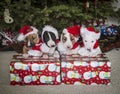 Bull Terrier puppies in funny Santa hats Royalty Free Stock Photo