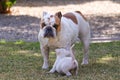 Bull terrier puppy doing a play bow to get a dog to play