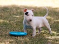 Bull terrier puppy on the grass with a toy