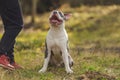 Bull Terrier puppy sits on the playground Royalty Free Stock Photo