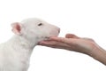 Bull terrier puppy with womam hand