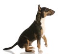 Bull terrier ready to shake a paw Royalty Free Stock Photo