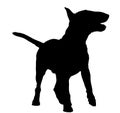Bull terrier silhouette Royalty Free Stock Photo