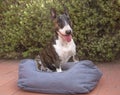 Bull terrier sitting and posing on a dog bed