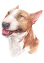 Water colour painting, brown dog, white face, funny face Bull Terrier 056