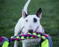 Bull Terrier with a tug toy