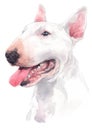 Water colour painting, white dog breed, Bull Terrier 059 Royalty Free Stock Photo