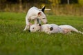 Bull terriers in the grass