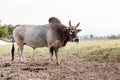 Bull from thailand