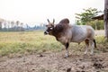 Bull from thailand