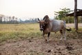 Bull from thailand