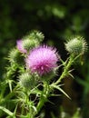 Bull Thistle flower in summer bloom