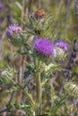 Bull Thistle In Bloom With Buds Royalty Free Stock Photo