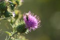 Bull thistle in bloom closeup view with selective focus on foreground Royalty Free Stock Photo