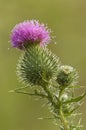 Bull Thistle Blossom