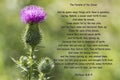 Bull Thistle Blossom -Parable of the Sower