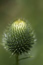 Bull Thistle Bud- Cirsium vulgare (Spear Thistle) Royalty Free Stock Photo