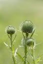 Bull Thistle Buds- Cirsium vulgare (Spear Thistle)