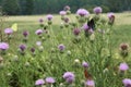 Bull Thistle and Butterflies