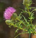 Bull Thistle, Cirsium vulgare Royalty Free Stock Photo