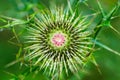 Bull thistle detail, dew drops