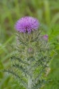 Bull Thistle Flower Head