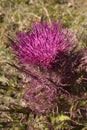 Bull thistle flowering in a field at Harris Neck, Georgia.