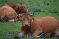 Bull on a Thistle pasture