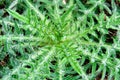 Bull thistle sprout