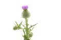 Bull Thistle on White