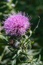 Bull Thistle Wildflower Royalty Free Stock Photo