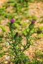 Bull Thistle, Cirsium vulgare Royalty Free Stock Photo