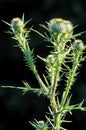 Bull Thistle   24703 Royalty Free Stock Photo