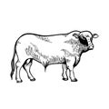 Bull tribal stands isolated line icon. Meat, beef, agriculture, and bovine reproduction