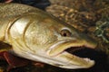 Bull trout Royalty Free Stock Photo