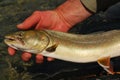 Bull trout