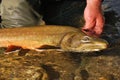 Bull trout