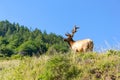 Bull Tule elk in Siskiyou Wilderness, North California Royalty Free Stock Photo