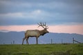 Bull Tule Elk Standing