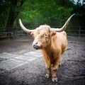 A bull with two sharp horns with orange fur inside the cage Royalty Free Stock Photo