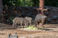 Bull and two zebras grazing in the zoo Royalty Free Stock Photo