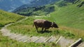 Bull in a valley surrounded by hills covered in forests under the sunlight Royalty Free Stock Photo