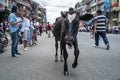 Bull walking along demonstration against corruption and the ineffective fight against coronavirus in Nepal