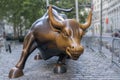 New York, bull from wall street symbol of the city. Royalty Free Stock Photo